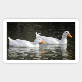 Pekin Duck, South Astralia Sticker